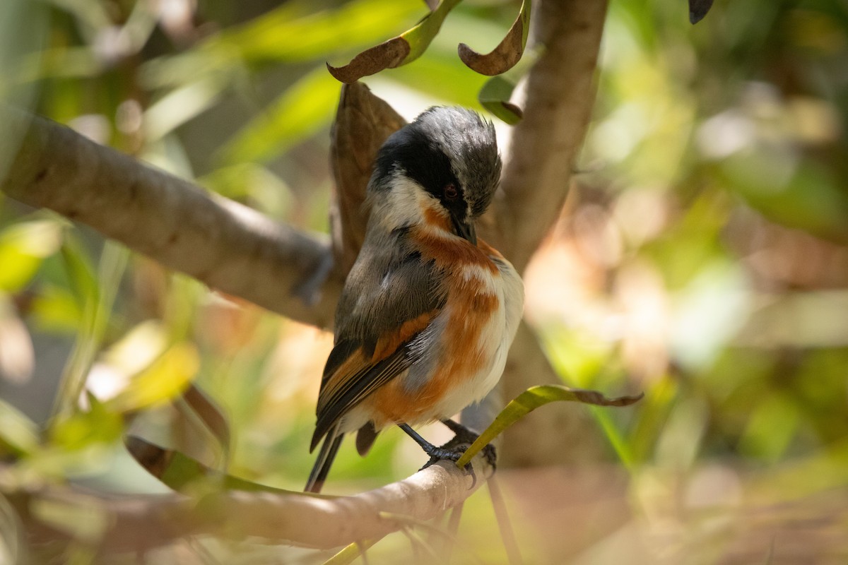 ムナグロセワタビタキ - ML648051398