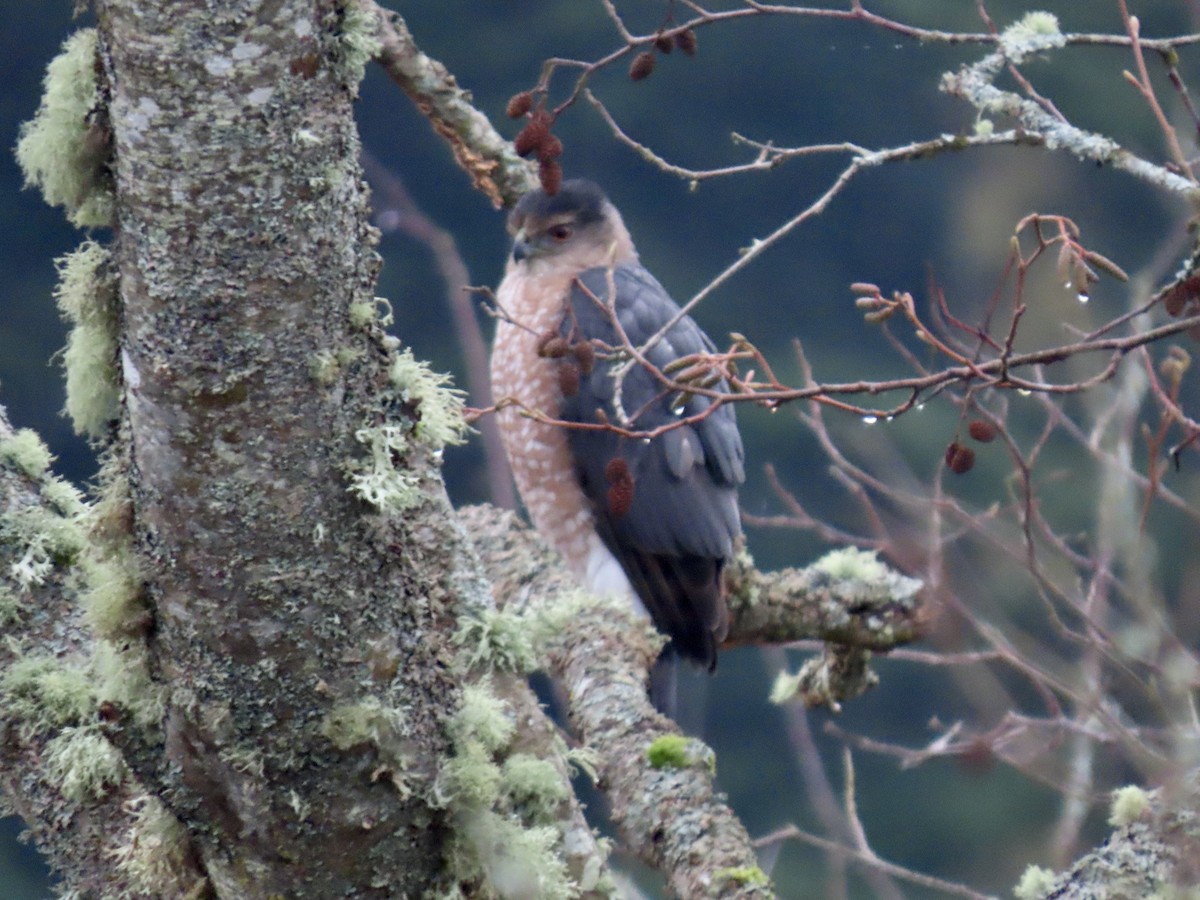 Rundschwanzhabicht - ML648051512