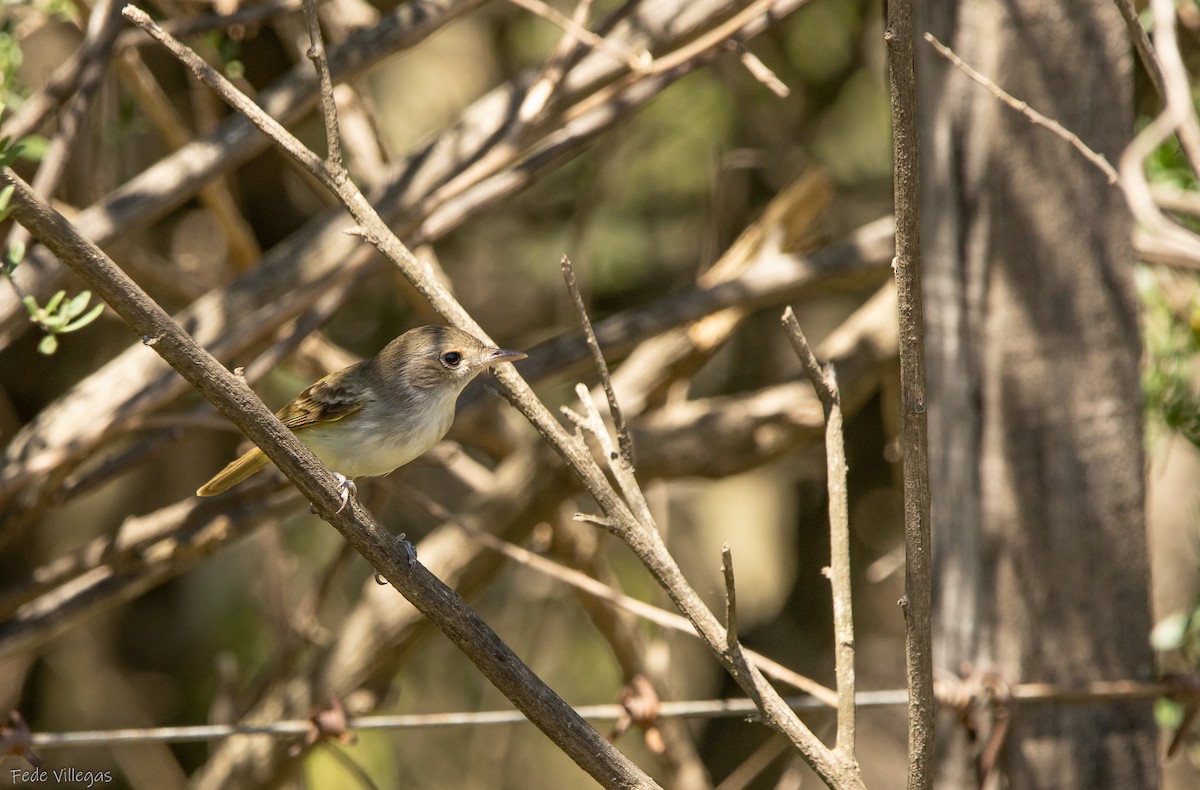 Fulvous-crowned Scrub-Tyrant - ML648052274