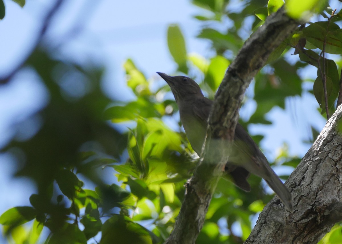 Campina Thrush - ML648052453