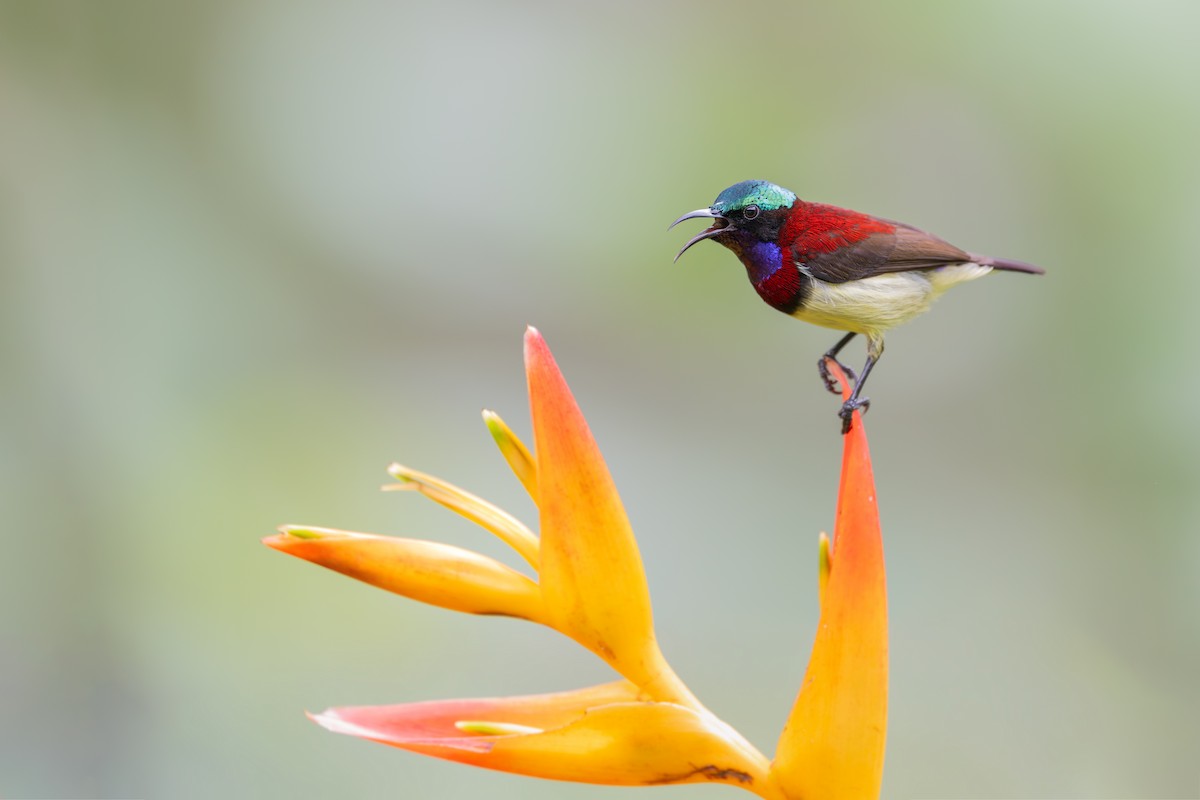 Crimson-backed Sunbird - ML648052508