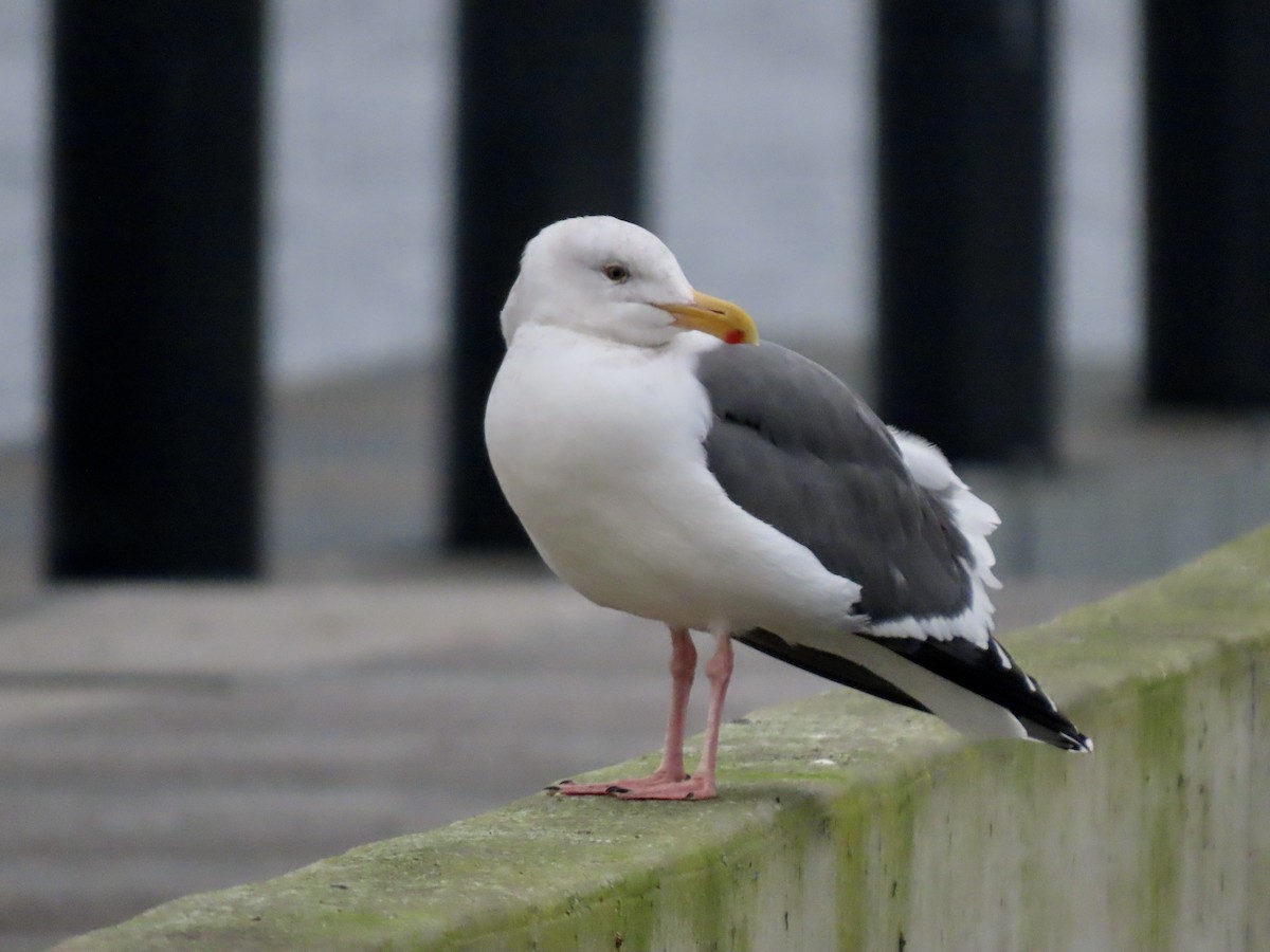 Westmöwe - ML648052540