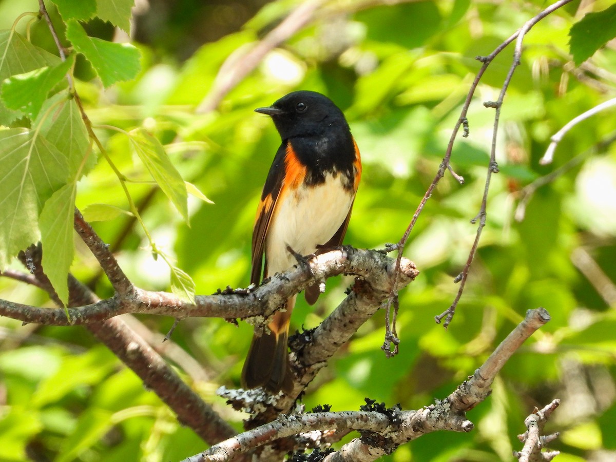 Rotschwanz-Waldsänger - ML648052669