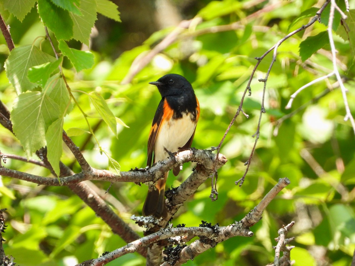 Rotschwanz-Waldsänger - ML648052674