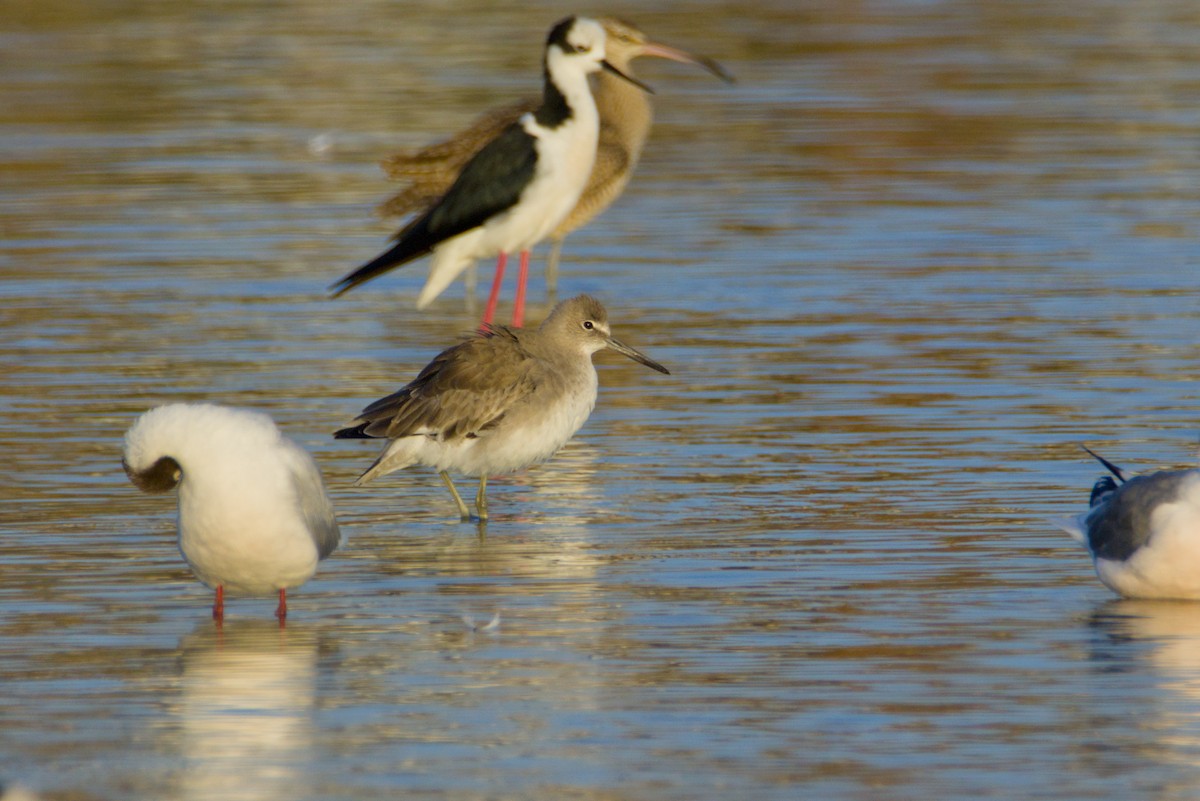 בבואן קרום-אצבעות - ML648052716