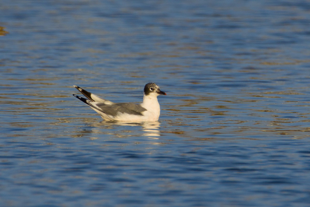 Franklin's Gull - ML648052720