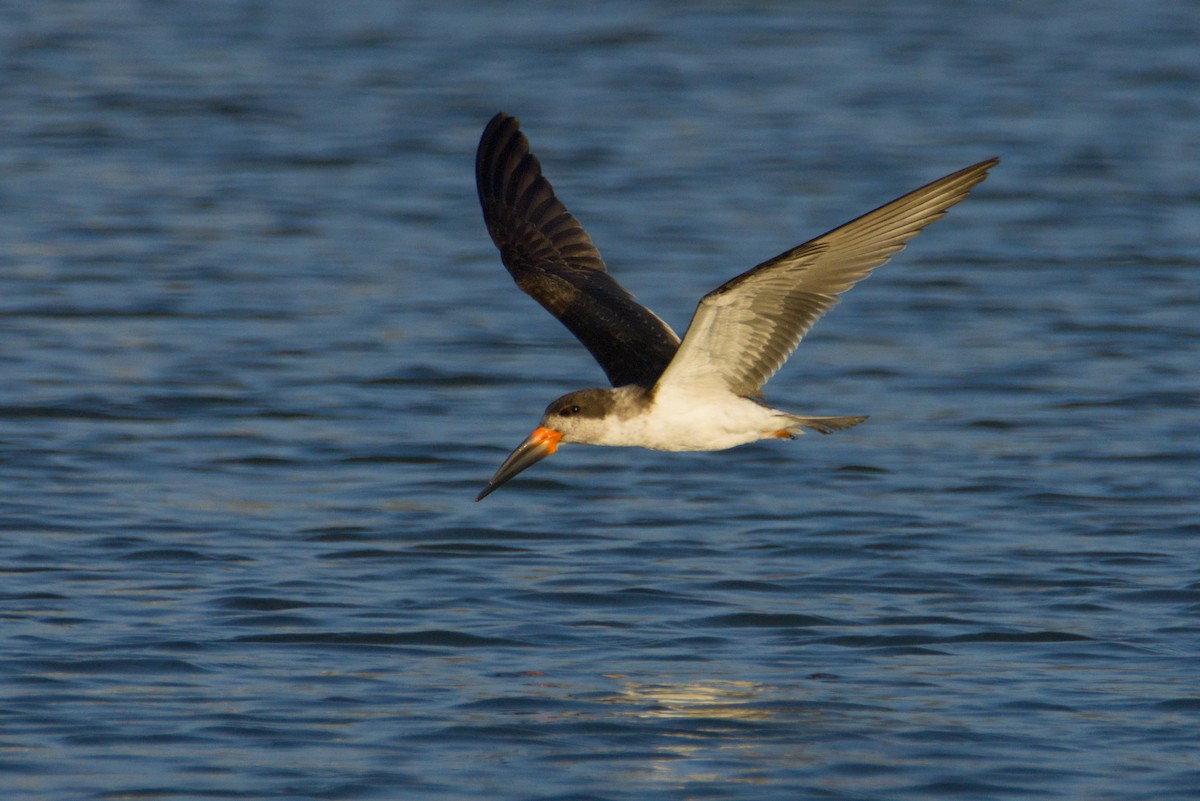Black Skimmer - ML648052726