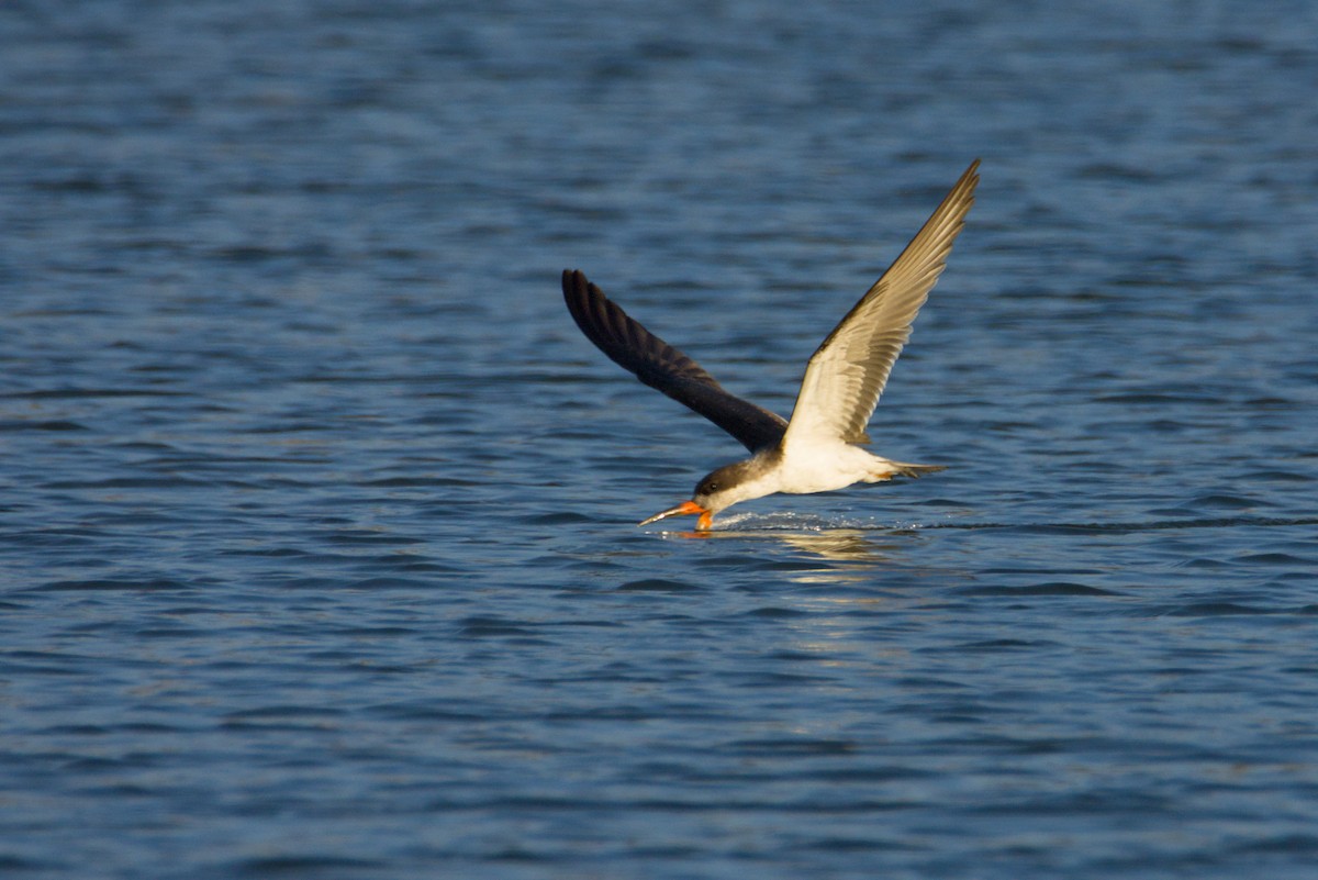 Black Skimmer - ML648052745