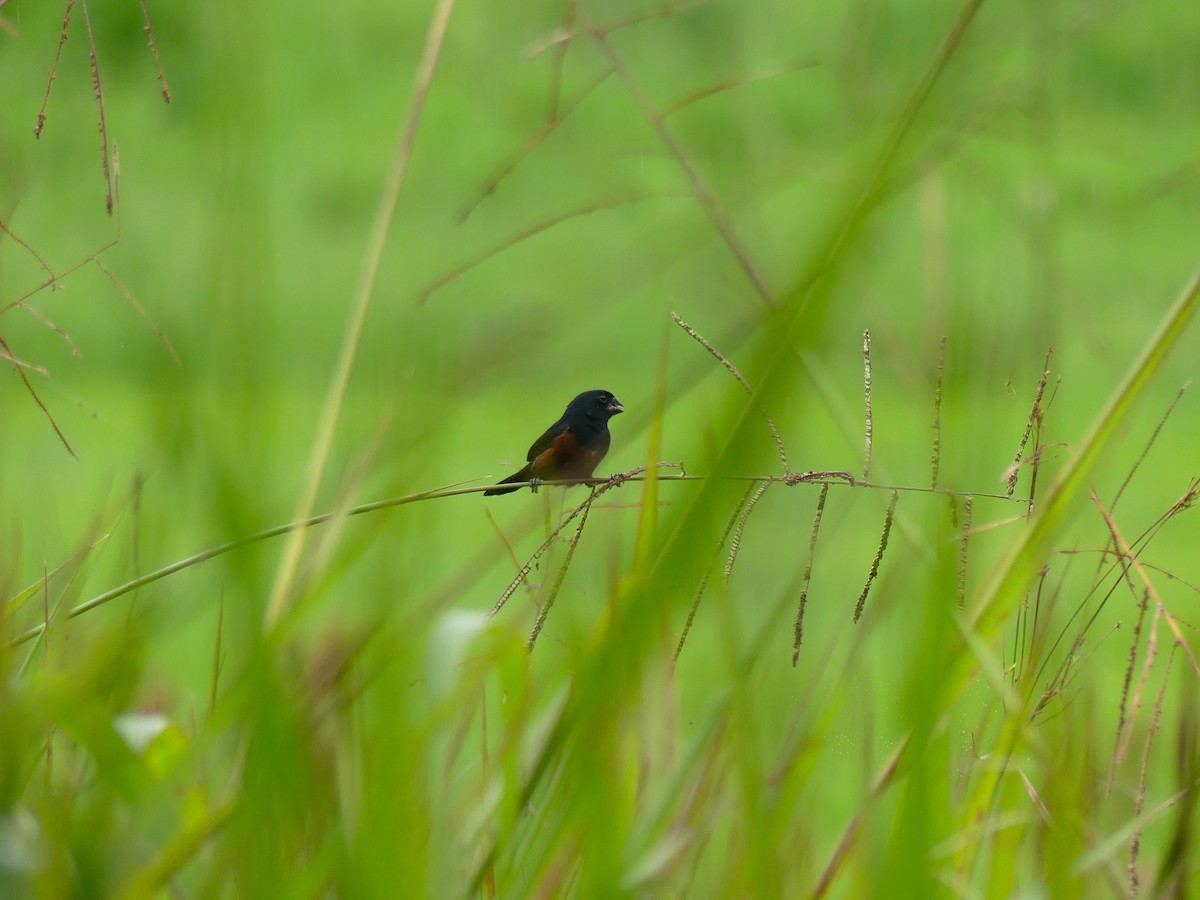 Chestnut-bellied Seed-Finch - ML648052805