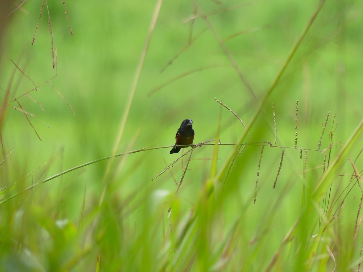 Chestnut-bellied Seed-Finch - ML648052806