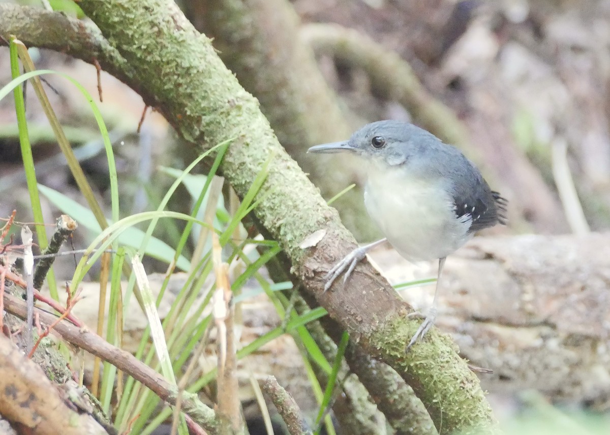 Yapacana Antbird - ML648052936