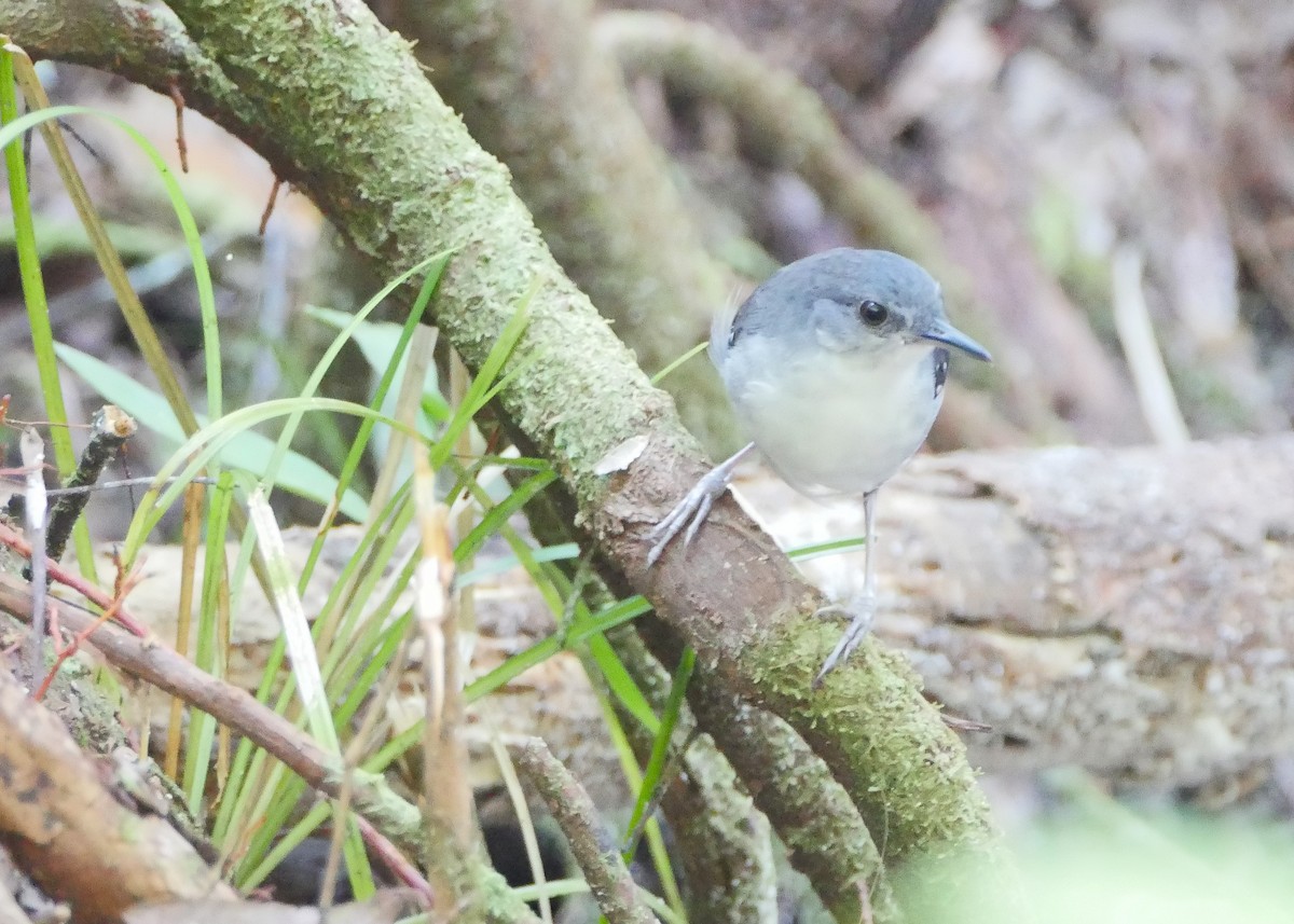 Yapacana Antbird - ML648052937
