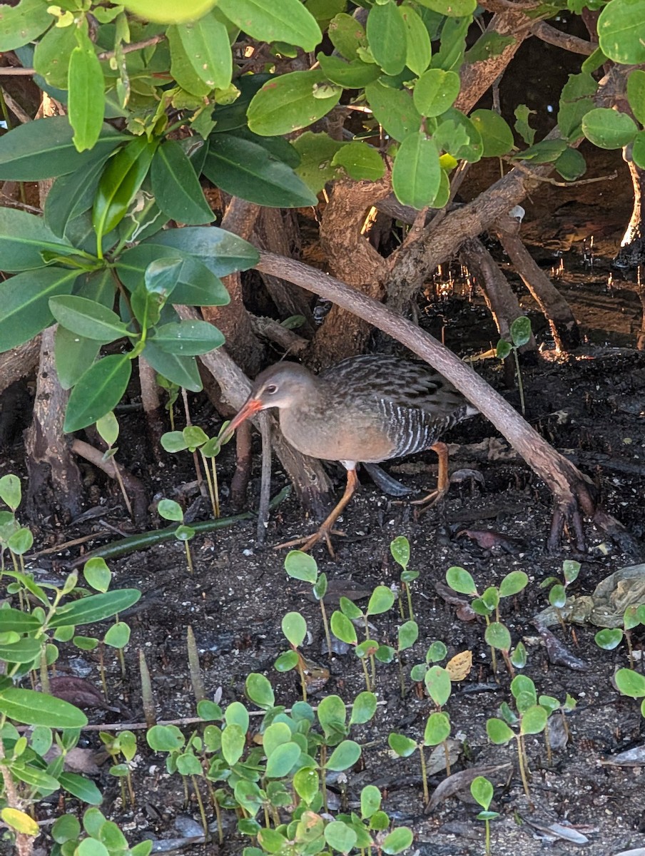 Clapper Rail - ML648053685