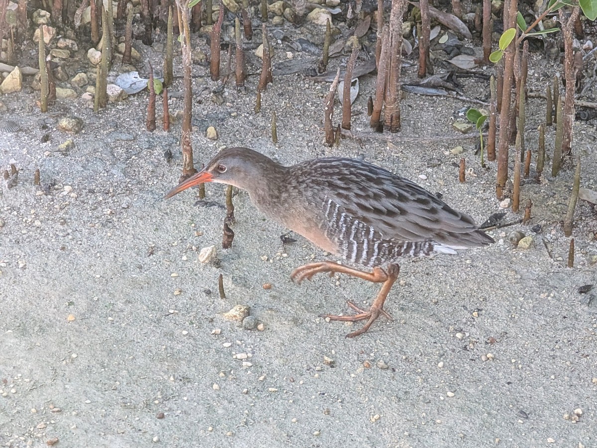 Clapper Rail - ML648053686