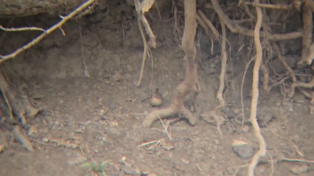 フユミソサザイ - ML648053973