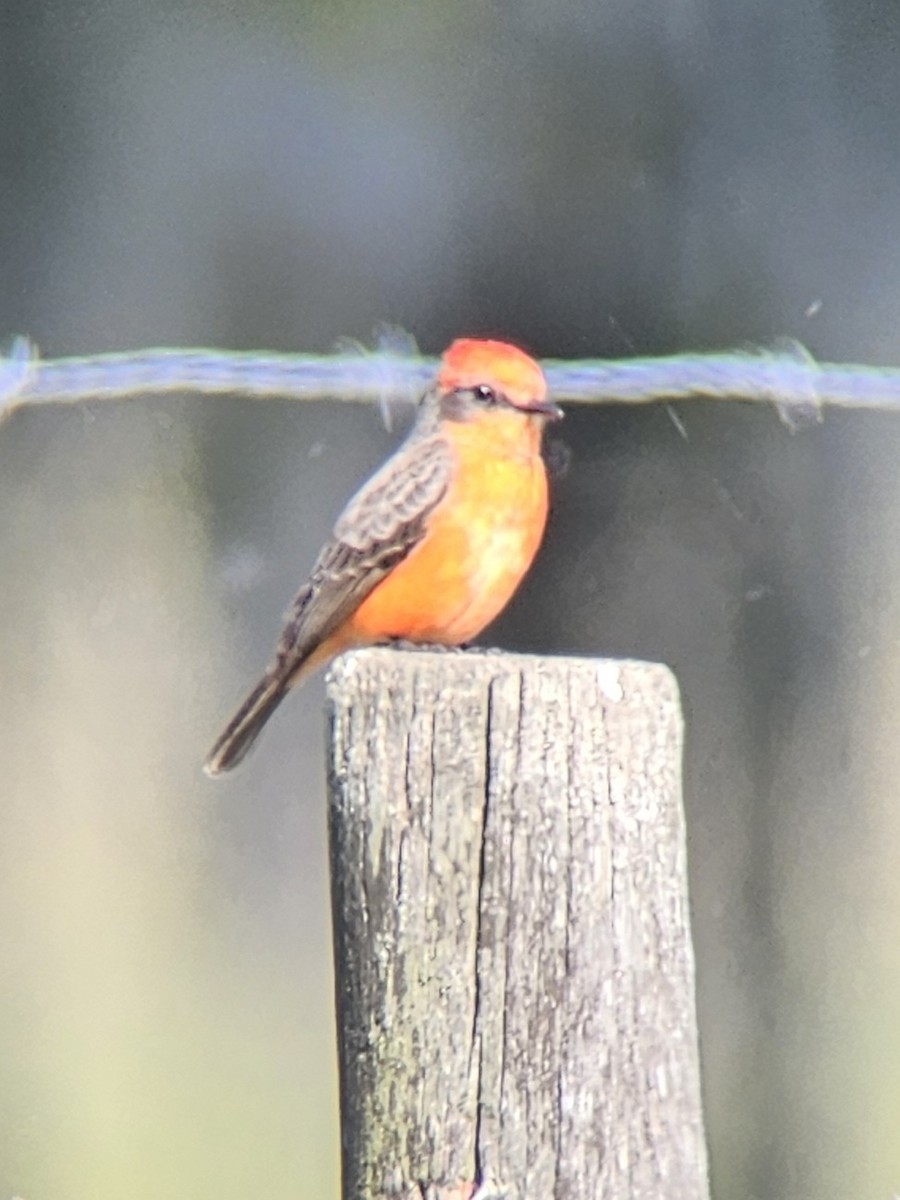 Vermilion Flycatcher - ML648054198