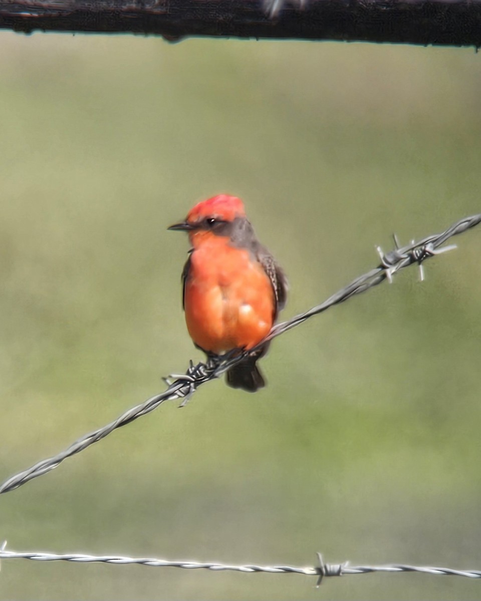 Vermilion Flycatcher - ML648054199