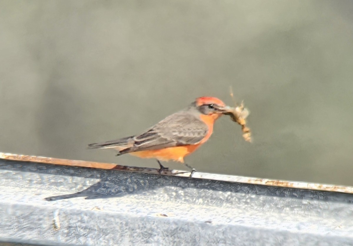 Vermilion Flycatcher - ML648054200