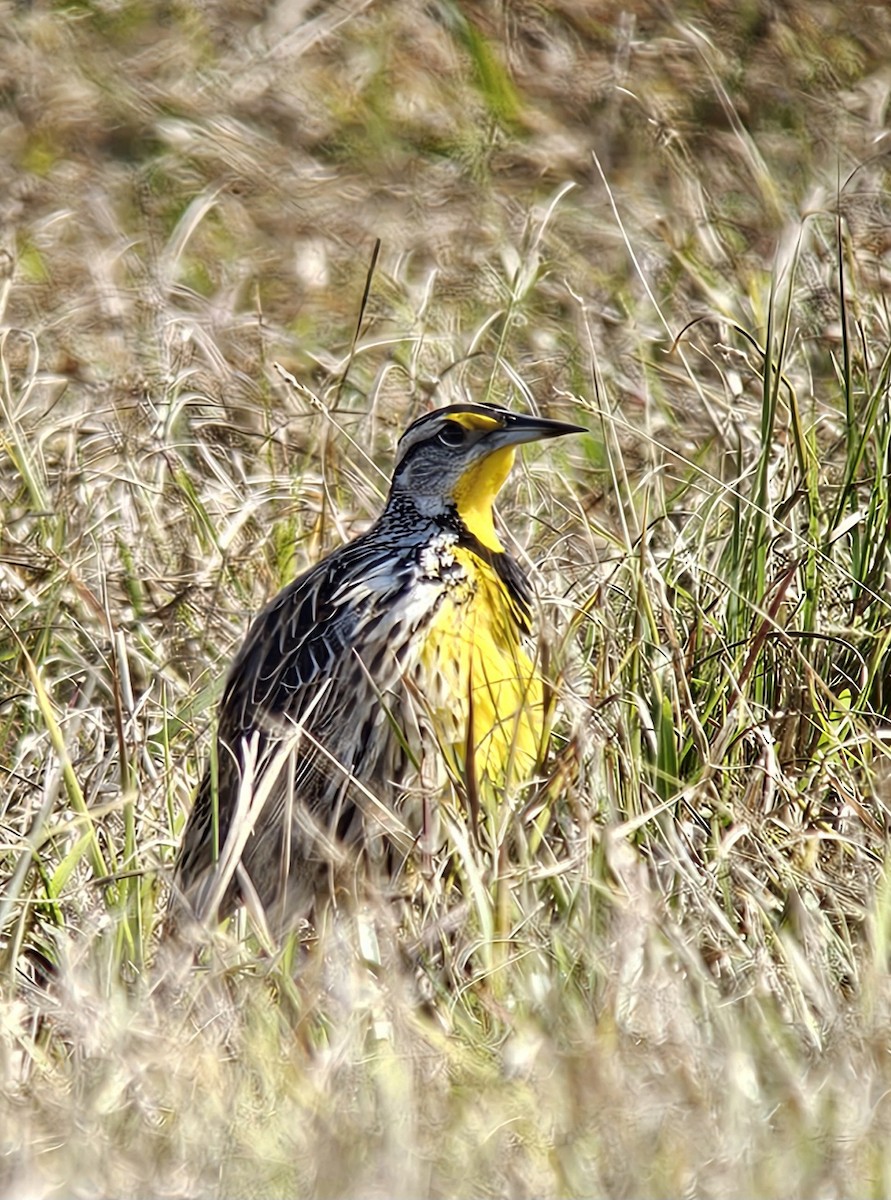 Eastern Meadowlark - ML648054378