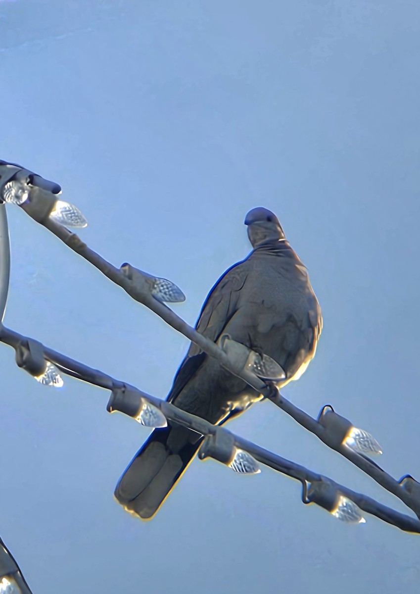 Eurasian Collared-Dove - ML648054595