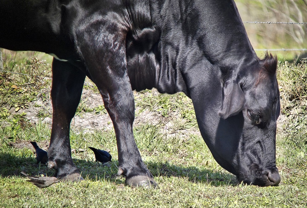 Brown-headed Cowbird - ML648054649