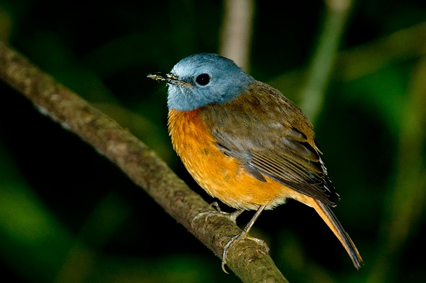 Нагірник амберський - ML648054691