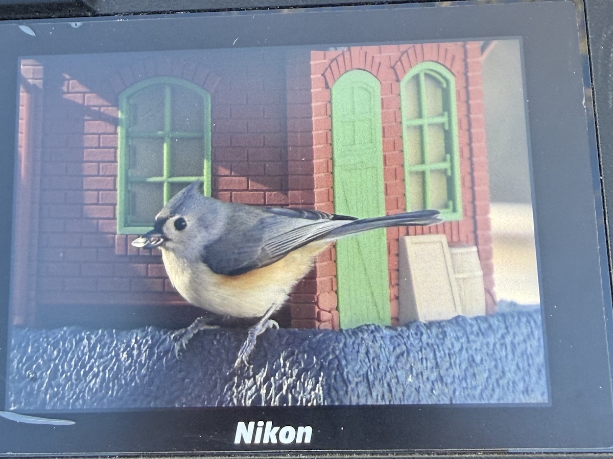 Tufted Titmouse - ML648055235