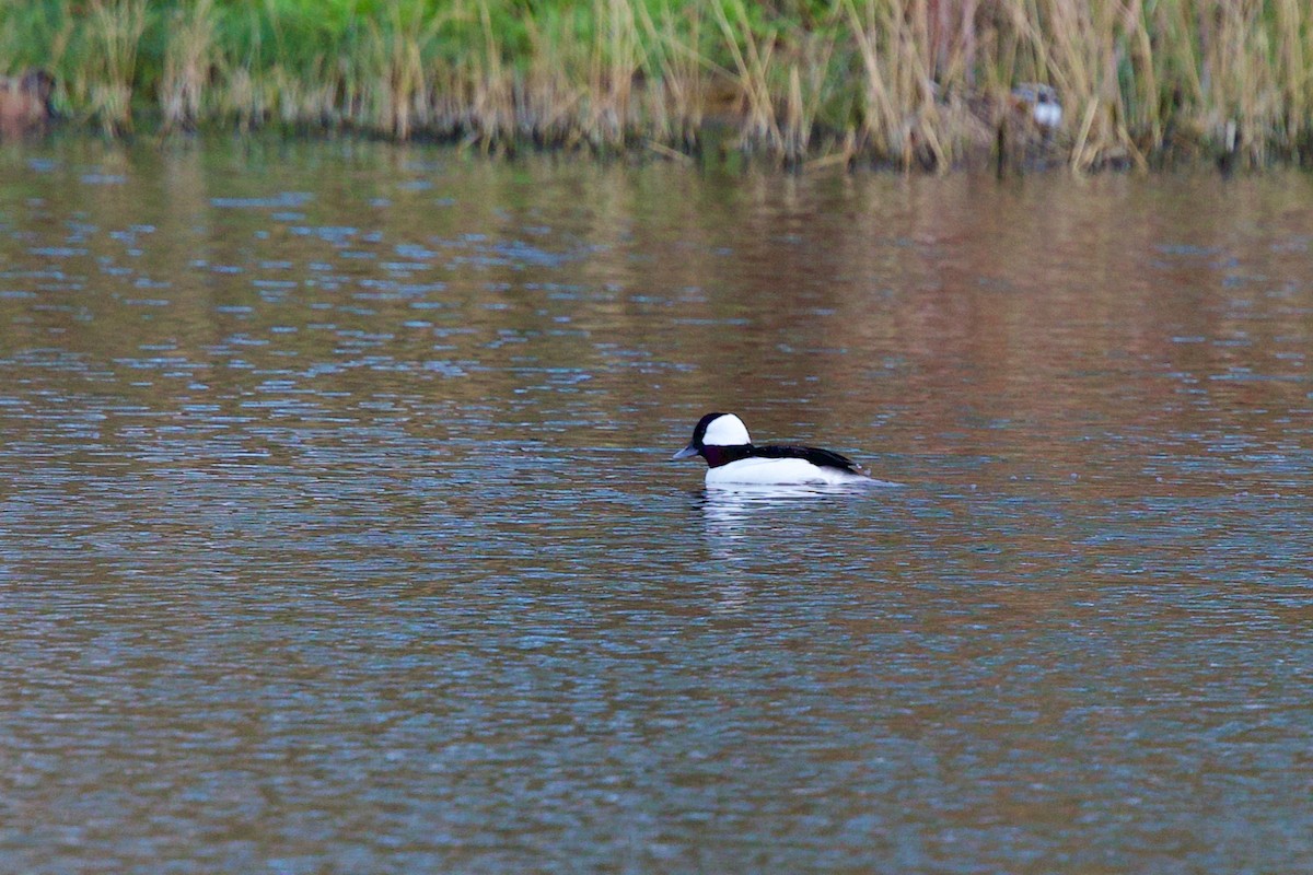 Bufflehead - ML648055534