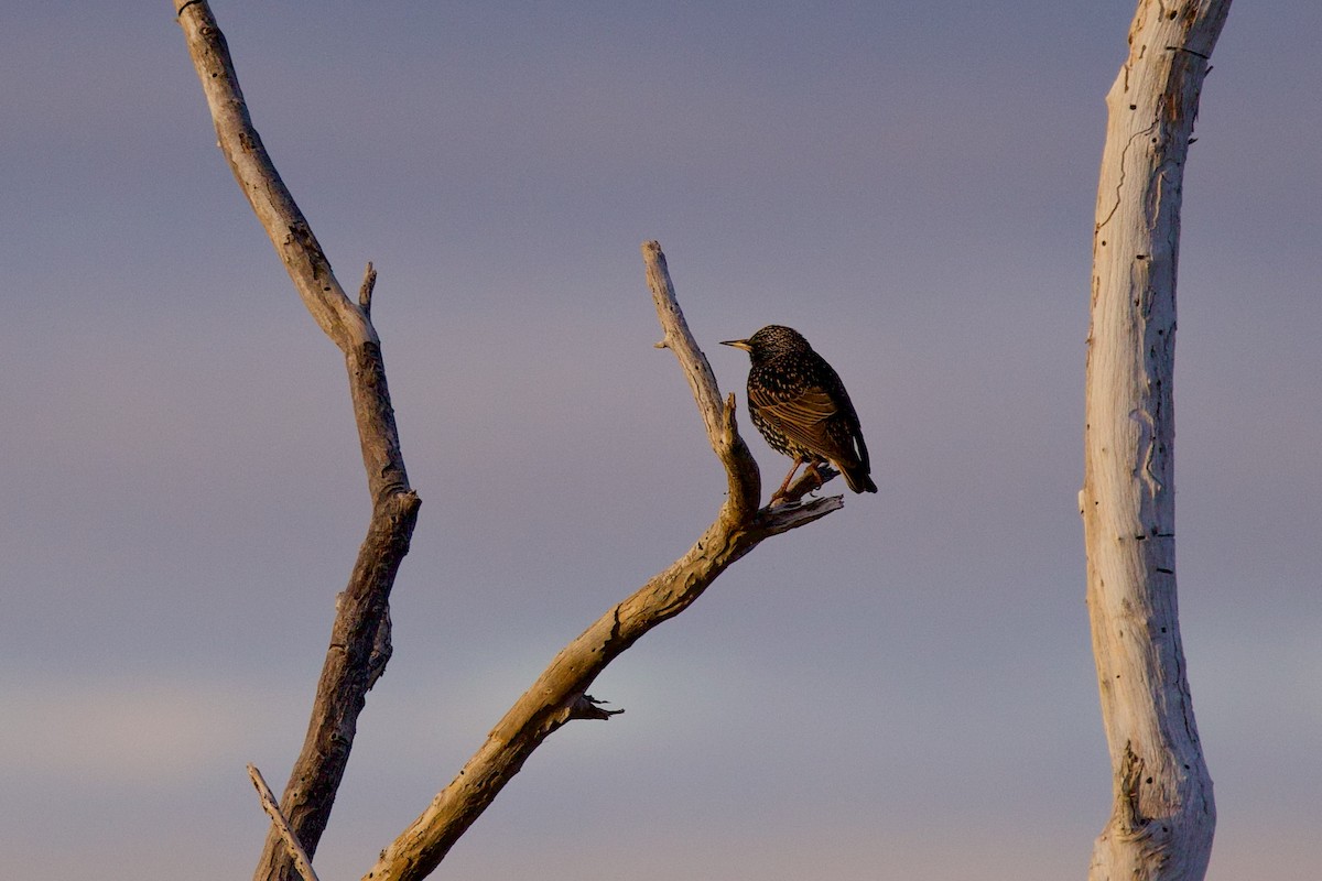 European Starling - ML648055607
