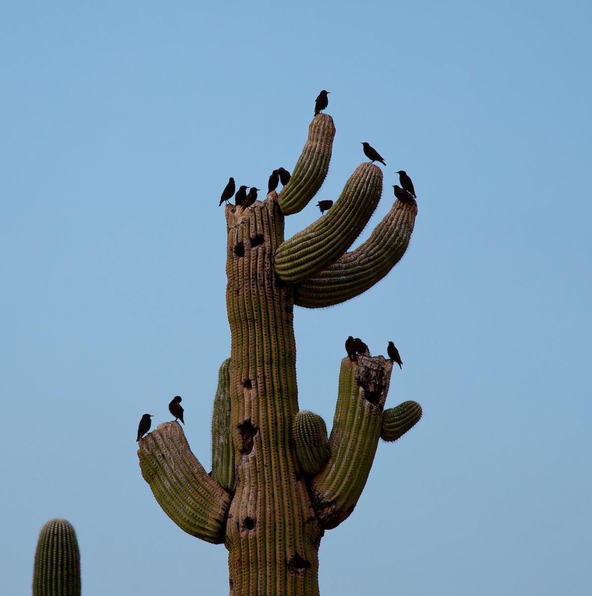 European Starling - ML648055608