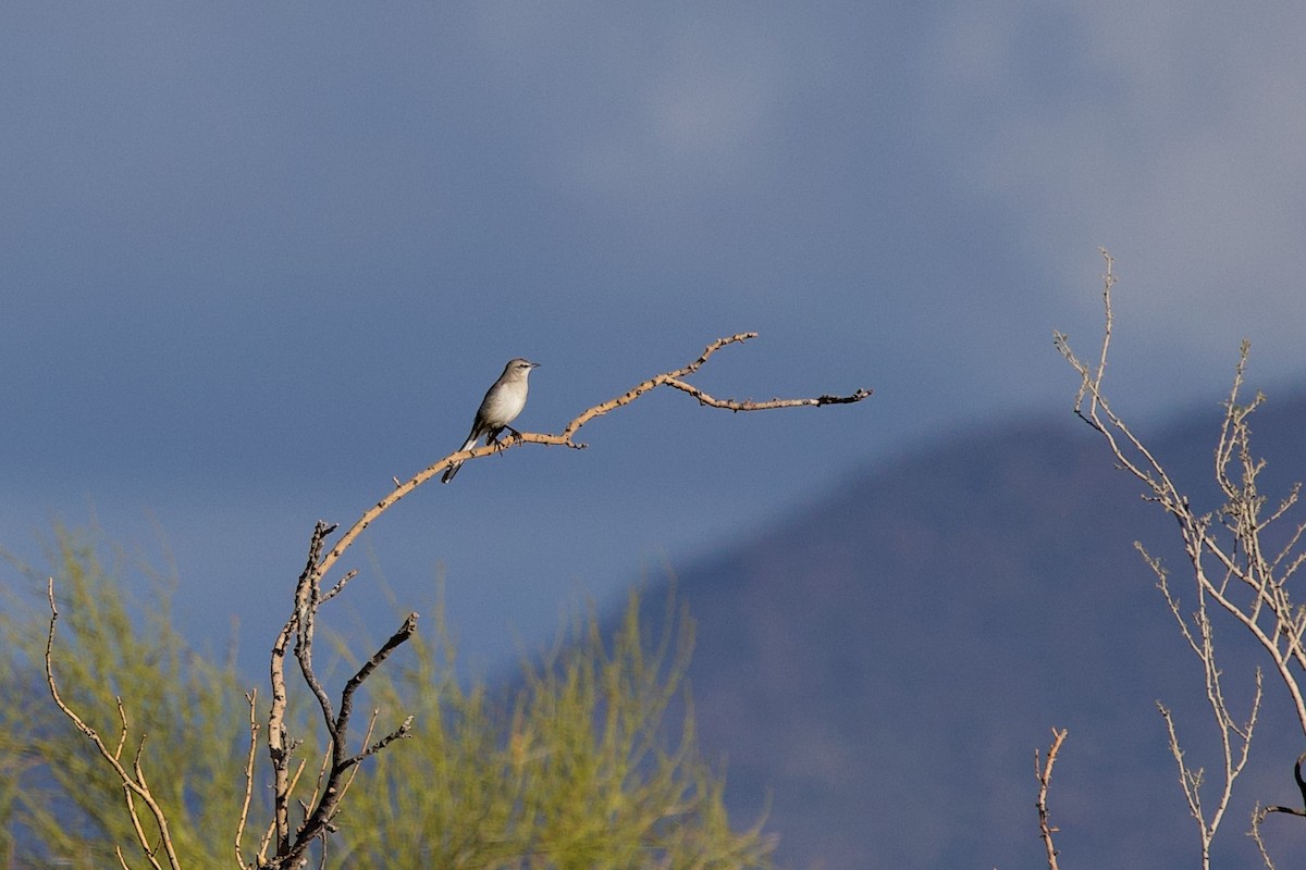 Northern Mockingbird - ML648055616