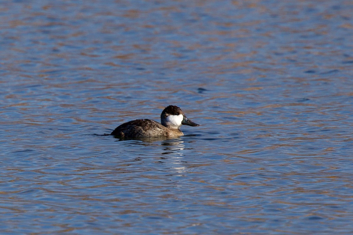 Ruddy Duck - ML648055644