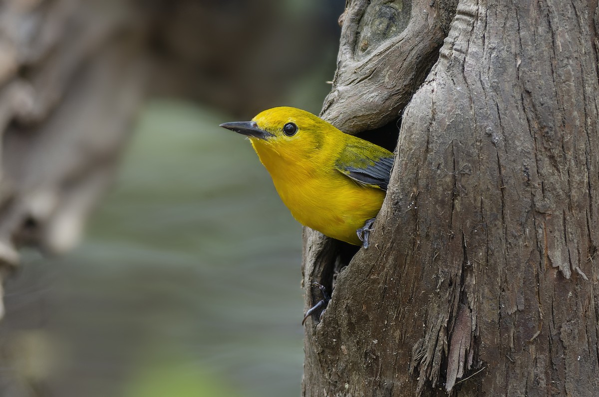 lesňáček zlatý - ML648055652