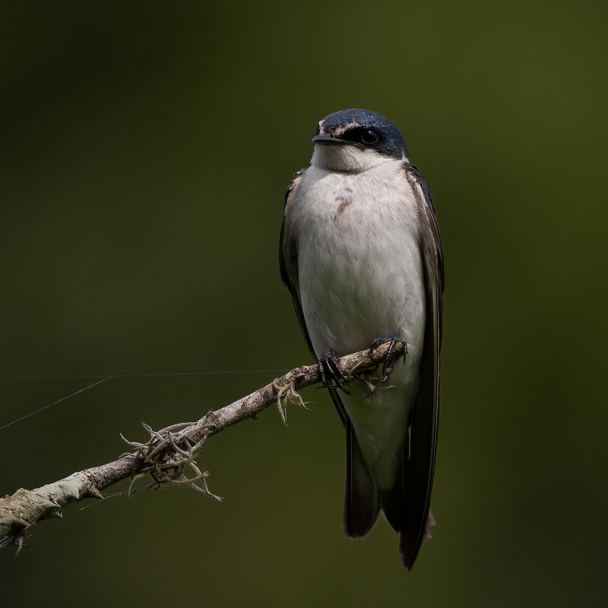 Ak Sokumlu Kırlangıç - ML648055849