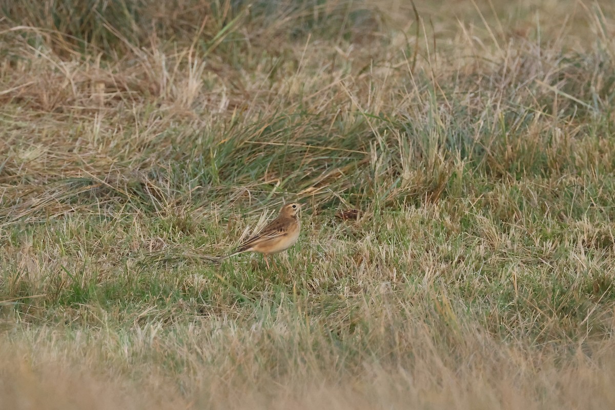 大花鷚 - ML648056143