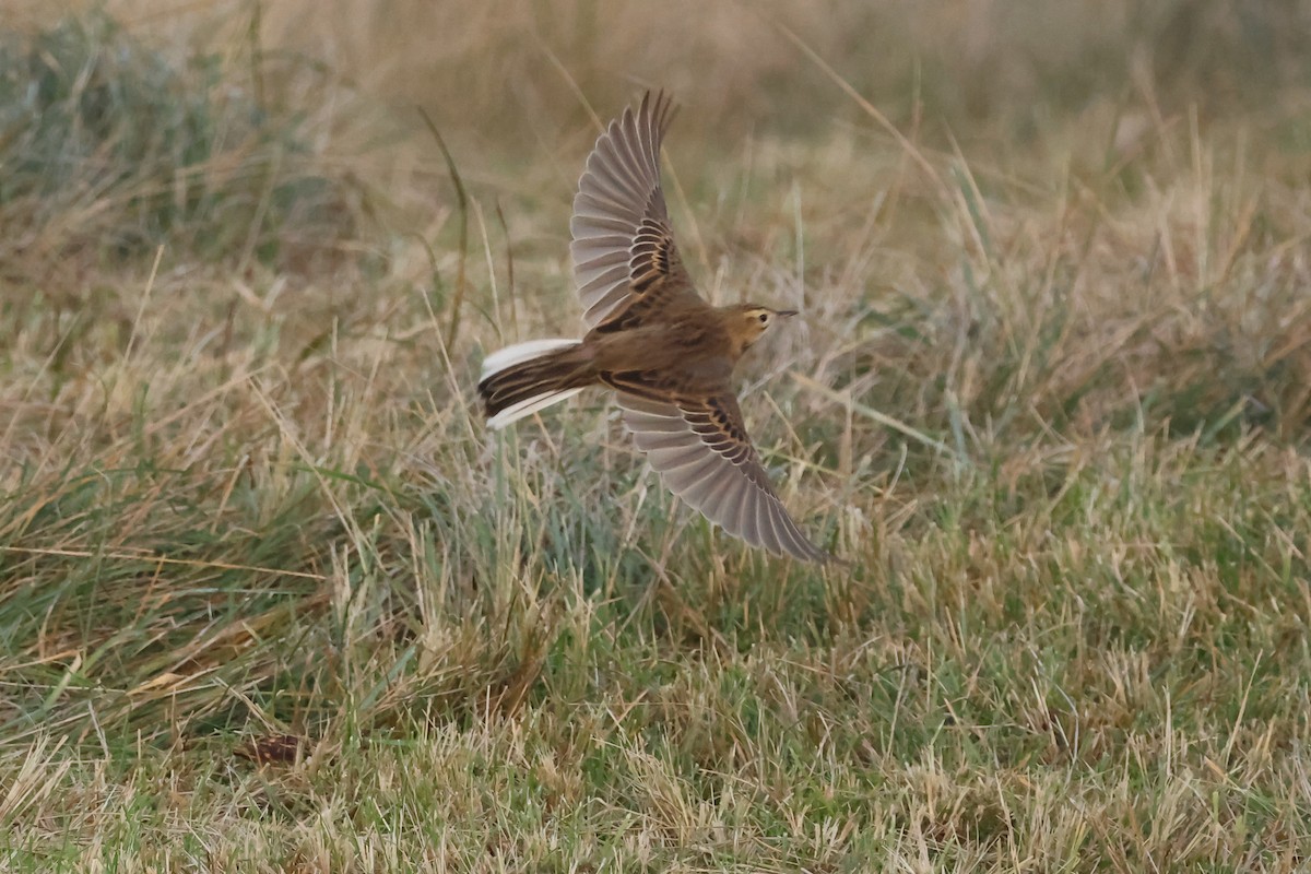 大花鷚 - ML648056144