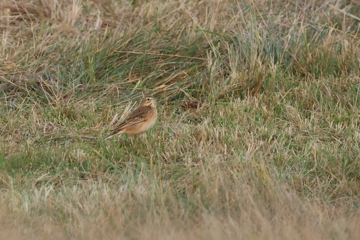 大花鷚 - ML648056145