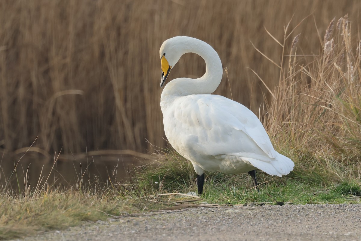 黃嘴天鵝 - ML648056164