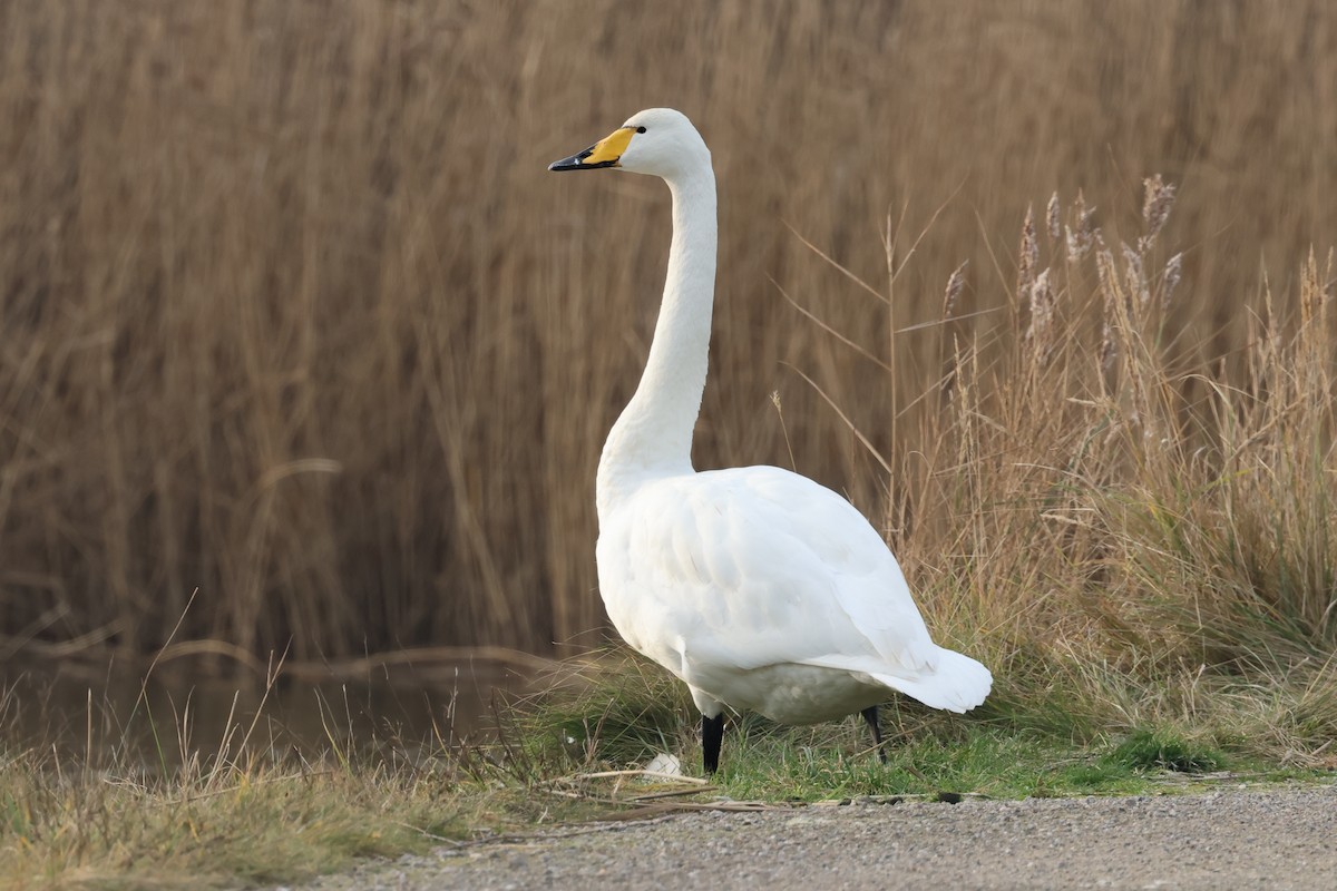 黃嘴天鵝 - ML648056165