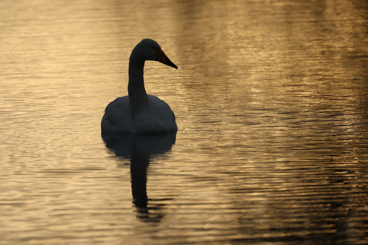 黃嘴天鵝 - ML648057090