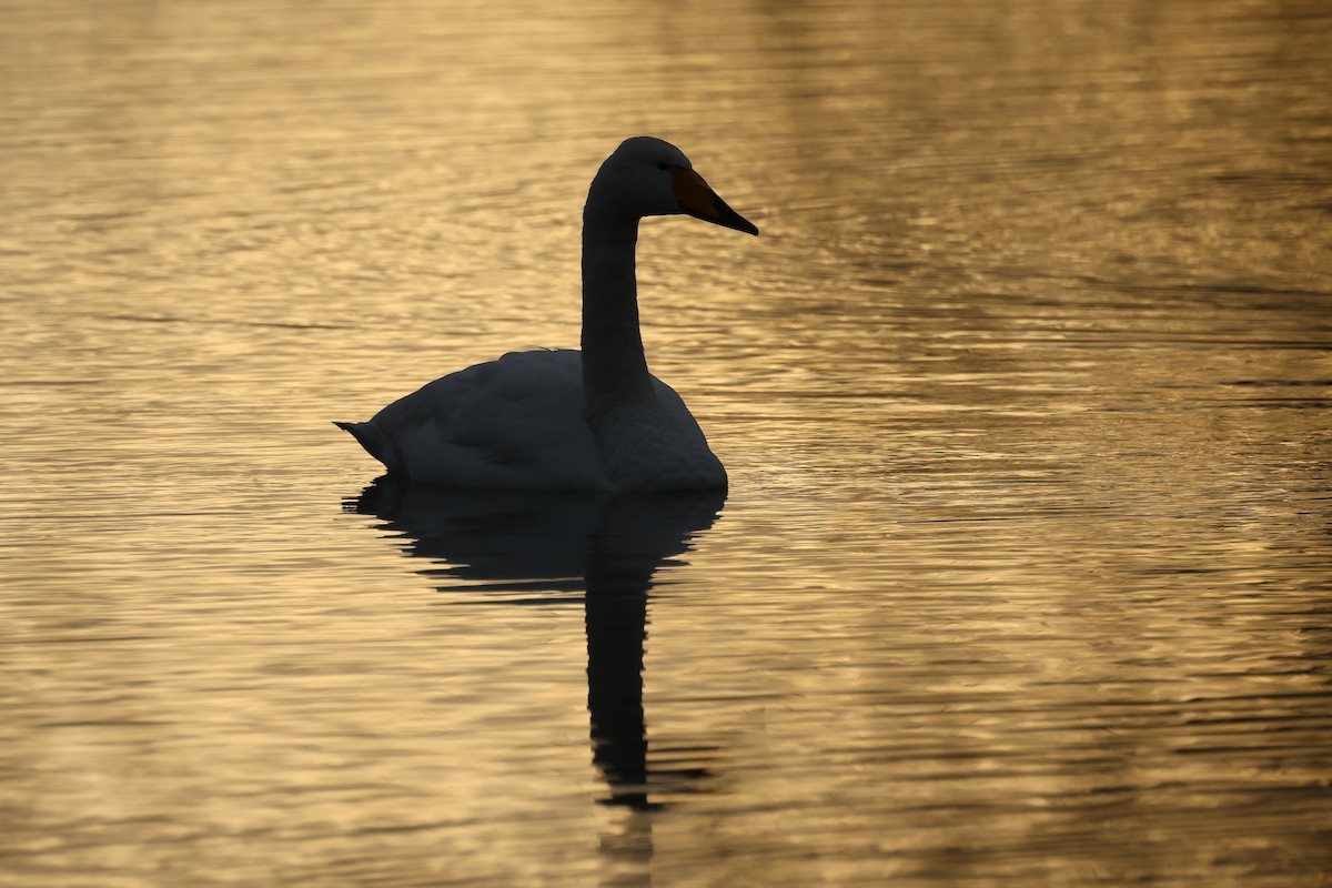 黃嘴天鵝 - ML648057091