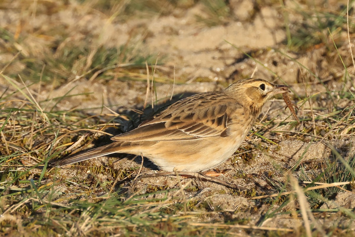 大花鷚 - ML648057139