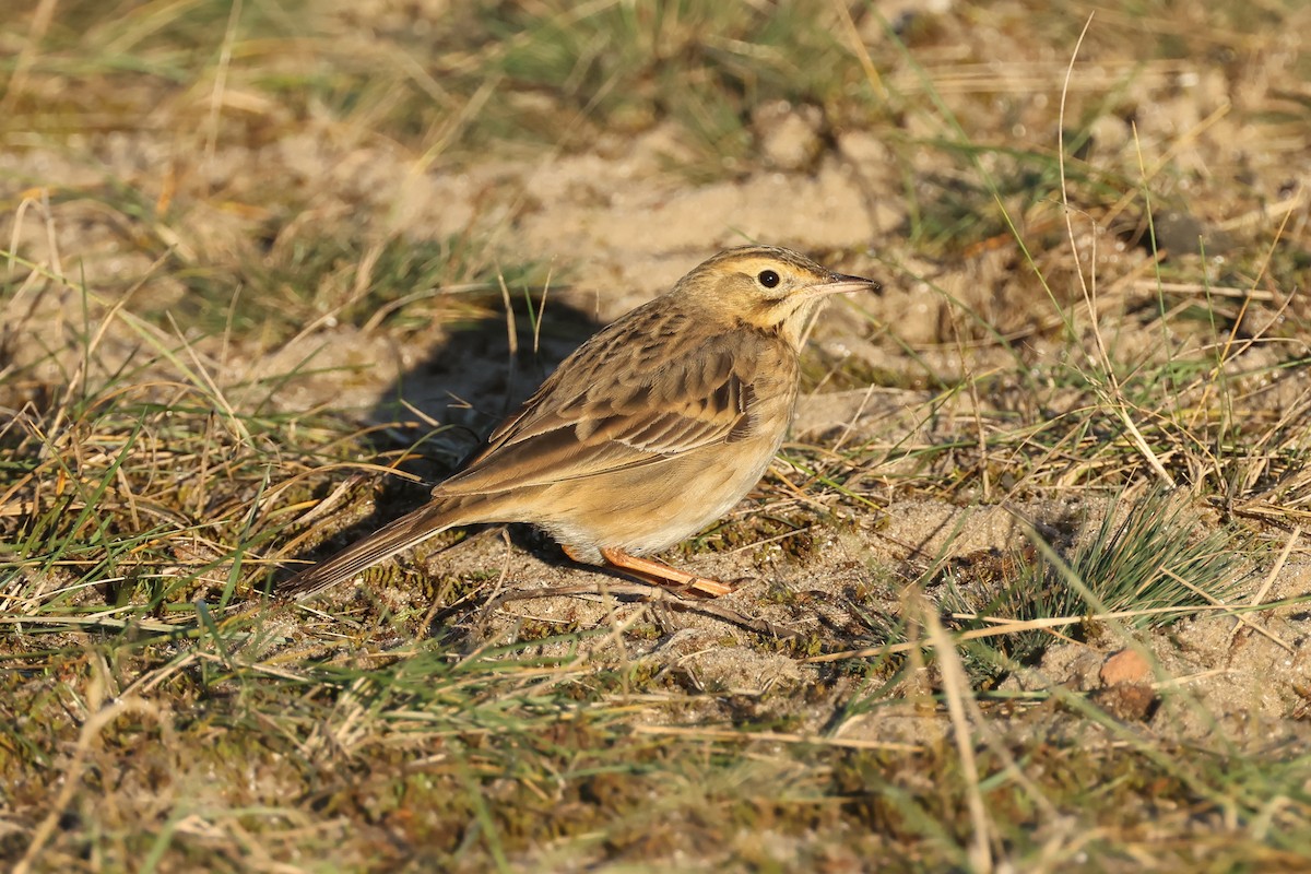 大花鷚 - ML648057143