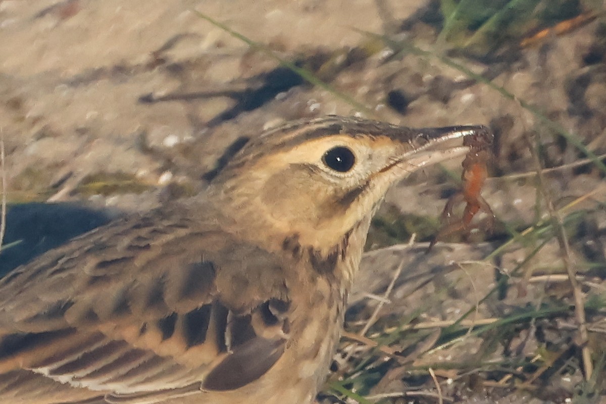 大花鷚 - ML648057327