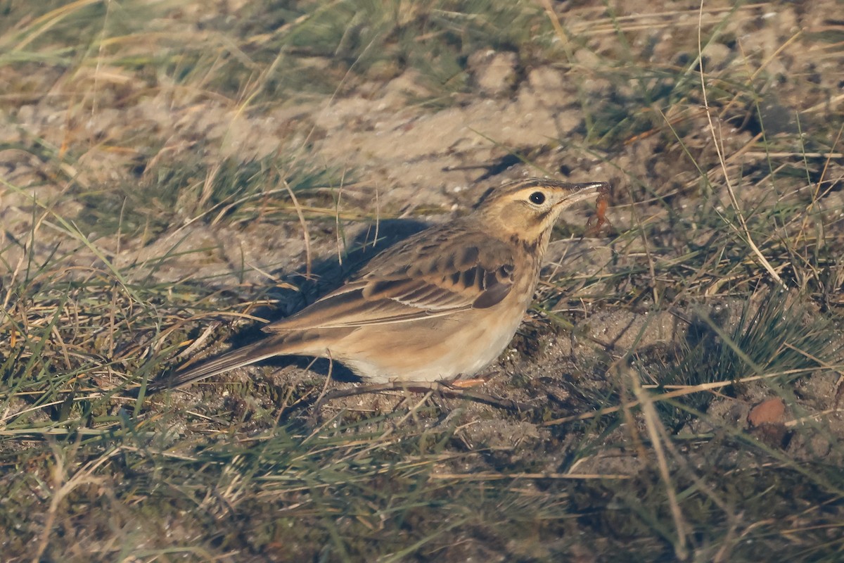 大花鷚 - ML648057328