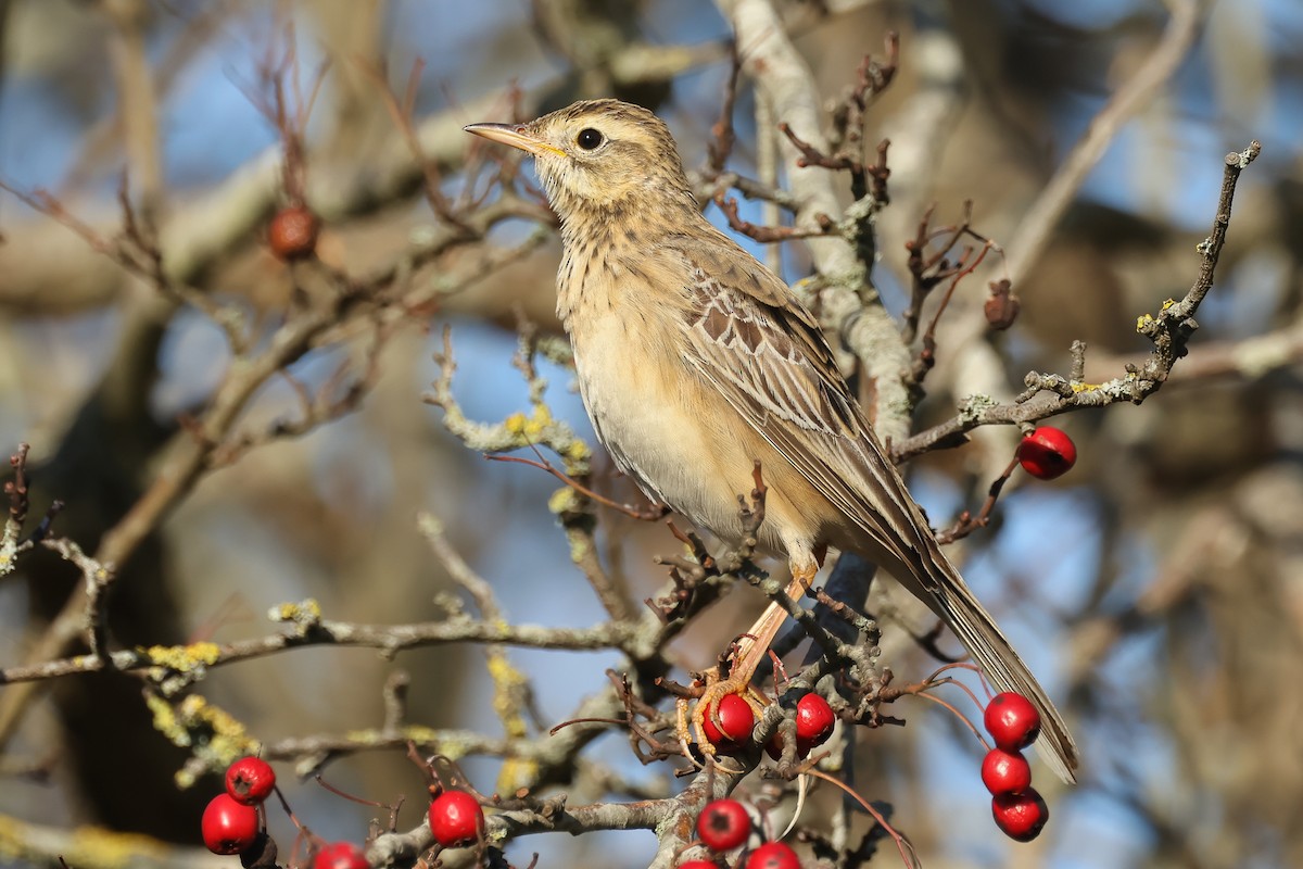 大花鷚 - ML648058034