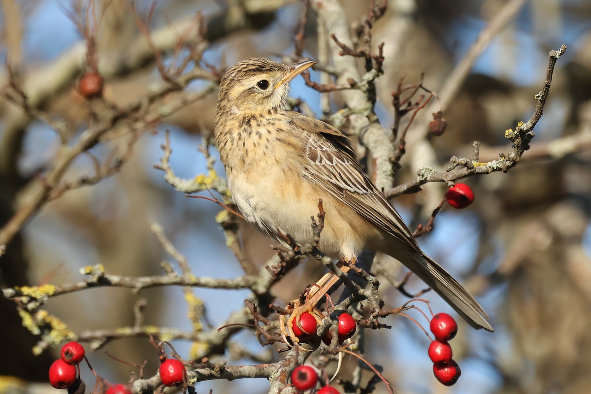 大花鷚 - ML648058036