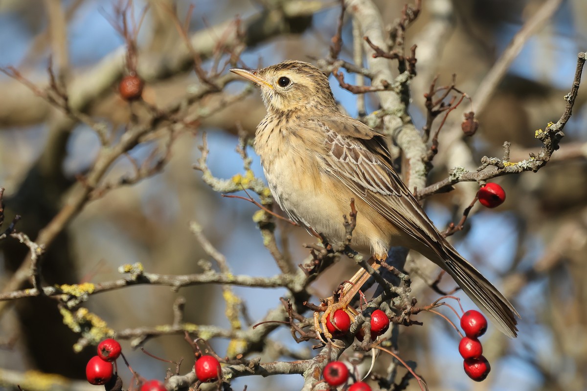 大花鷚 - ML648058037