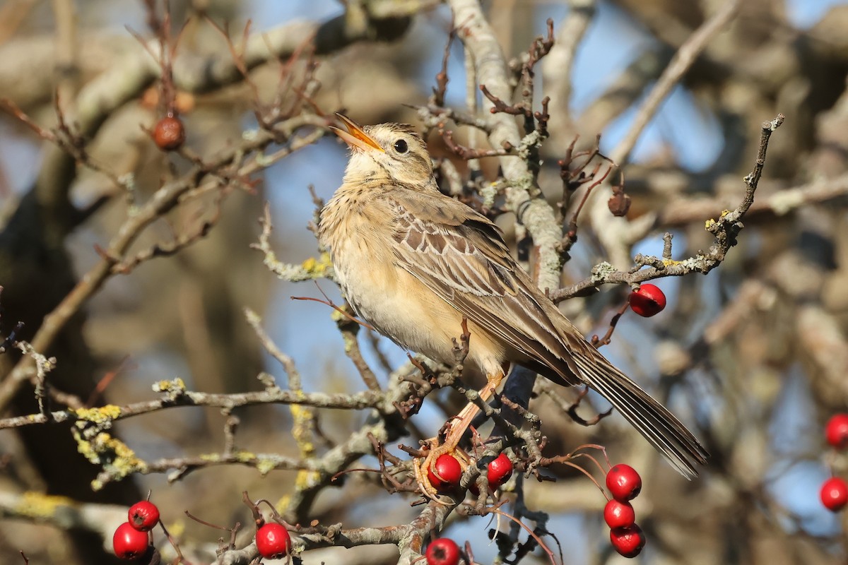 大花鷚 - ML648058038