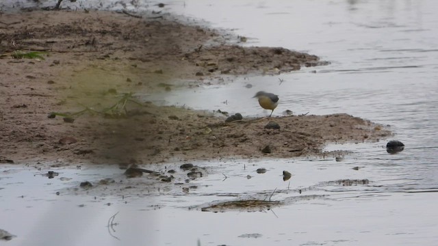 Gebirgsstelze - ML648058084